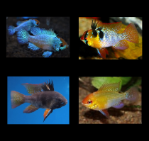 Apistogramma ramirezie